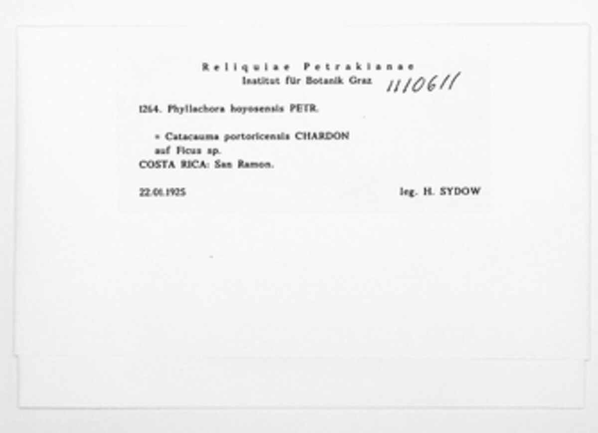 Phyllachora hoyosensis image